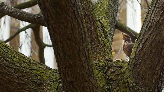 Ecologists warn the disease may soon spread.