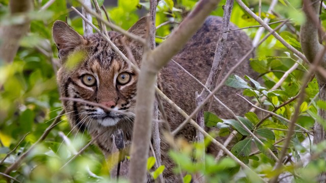 "As these animals become more comfortable, they get bolder."