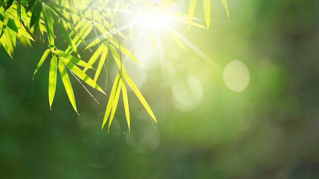 "These changes in plants aren’t visually evident, like rising seas."