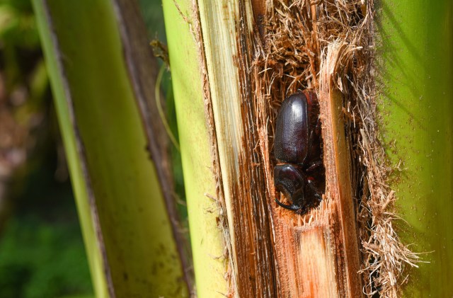 The 2-inch critters feature horns and a four- to nine-month life cycle.