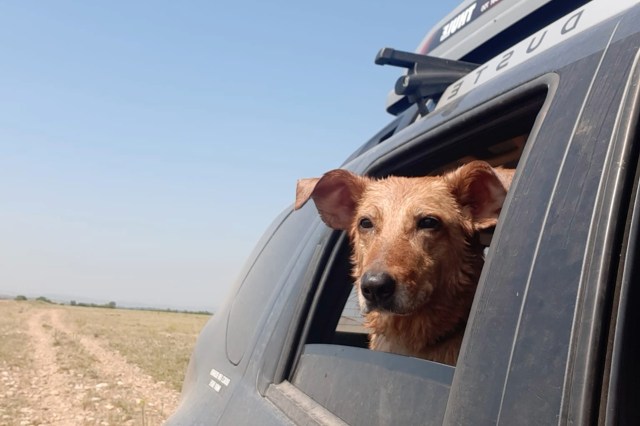 In recent years, dogs have become an incredibly important part of animal conservation.