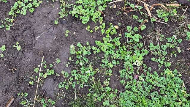 "The runners come out of the soil pretty easily."