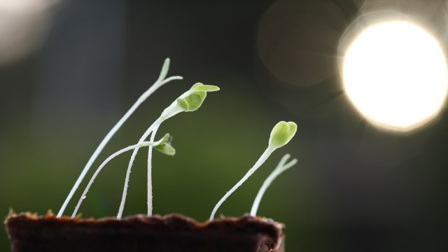 "For the first time, we realized that the effect of these photoreceptors is not everywhere along the stem."
