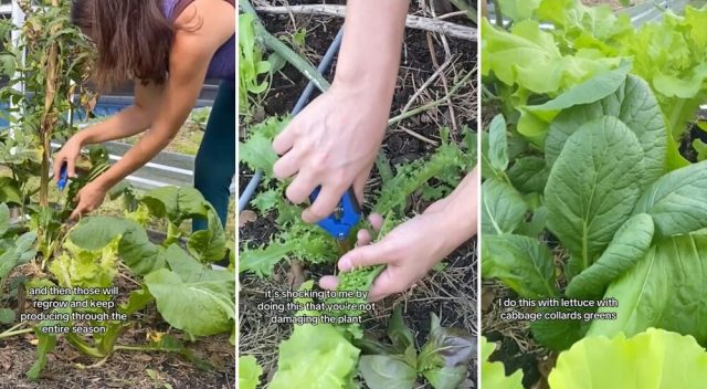 "The best way to harvest in my opinion."