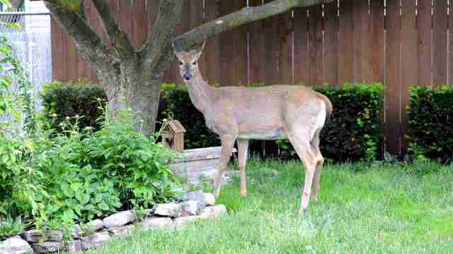 "They’re beautiful creatures, but they drive me crazy."