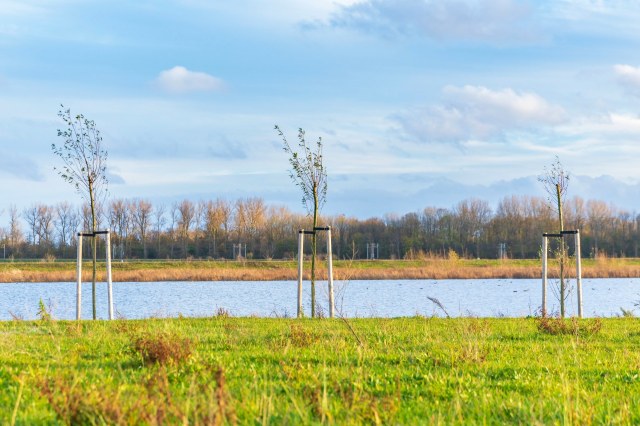 Their study analyzed three groups of trees over the last two decades.