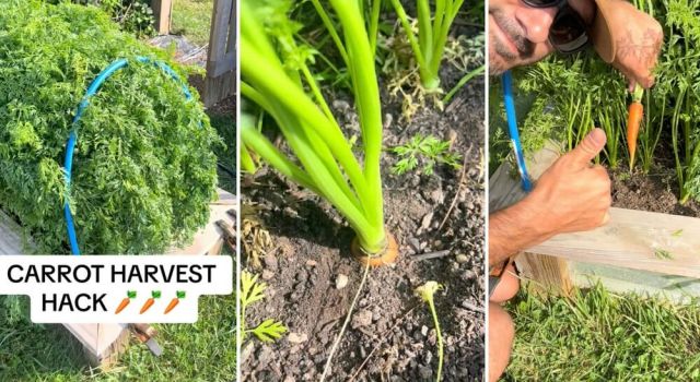 "I always pull too soon."