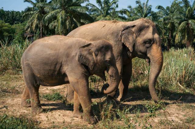 These shady facilities are exploiting animals and visitors alike.