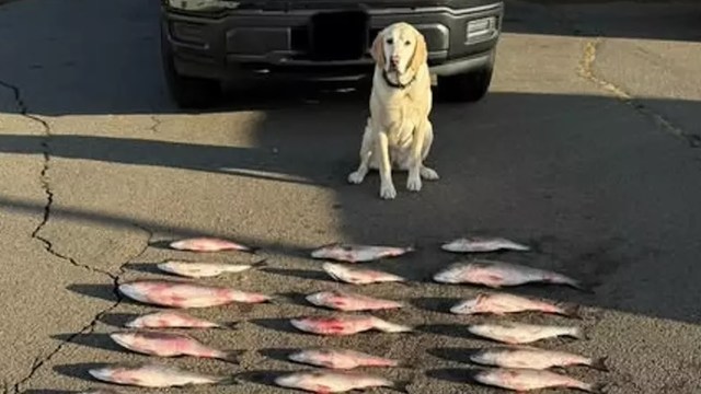 The department's goal is to expand the program, train more K9s, and raise public awareness.