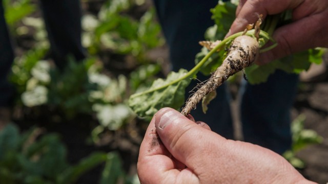 Sugar beets, wheat, and grassland for grazing animals could be profoundly negatively impacted.