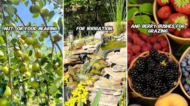 "If I had a yard this is absolutely what I would do."