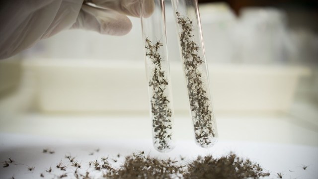 The new research could serve as an important tool in the fight against mosquito-borne diseases.