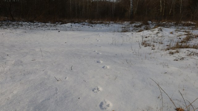 With lax regulations and an annual hunting quota, the animals are just barely getting by.