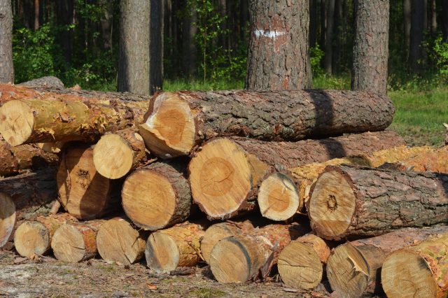 He trespassed onto private property and chopped the trees down without the owner even knowing.
