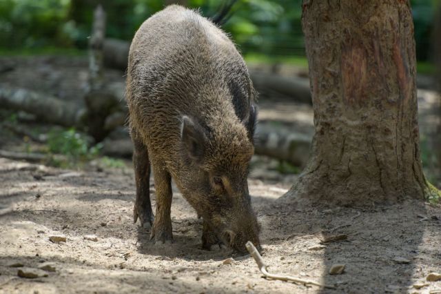 The man said the boar was alone at the time and that it was the first time he'd seen one.
