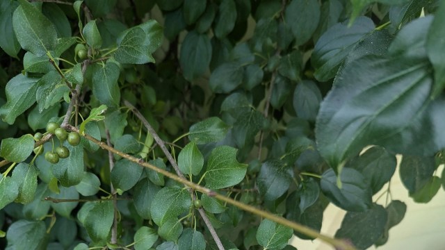 It can be difficult to tell if a plant needs to be removed or if it is adding to the ecosystem in your yard.