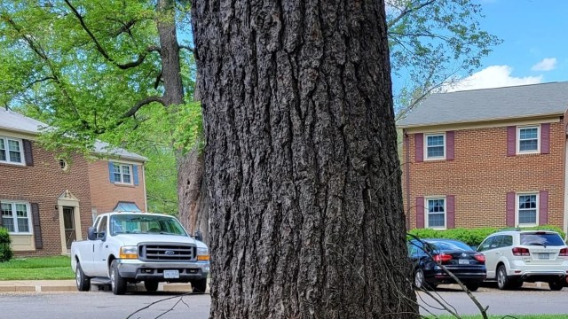 "It doesn’t hurt to tell the HOA it’s a problem."