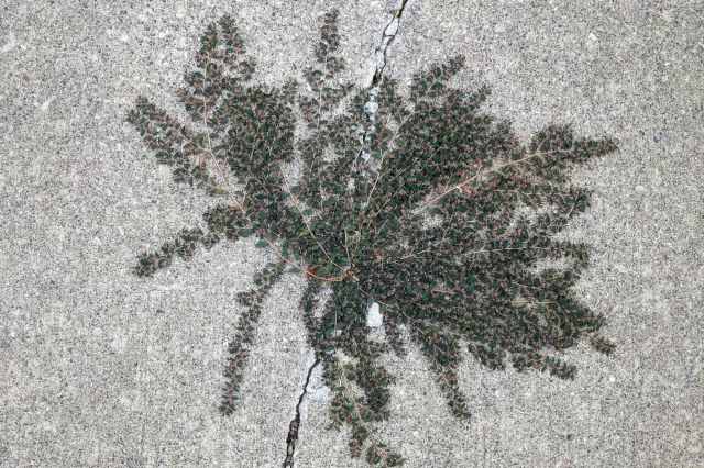 "I hate to spend my day pulling these out just for them to return a month later."