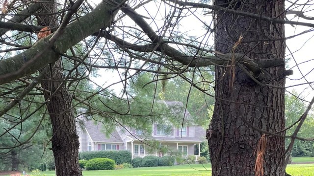 "That will kill those trees in a matter of months. Get rid of it."