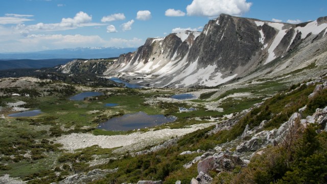 Using carbon dating, Montana State University researchers found the clutch of 30 whitebark pine trees were between 5,440 and 5,950 years old.