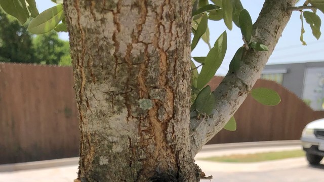 "Don't let whoever did this near your trees again."