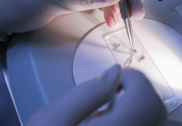 This cutting-edge research offers a potential breakthrough for safer, targeted mosquito control.