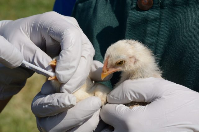 "A key priority will be to eradicate bird flu from dairy cows."