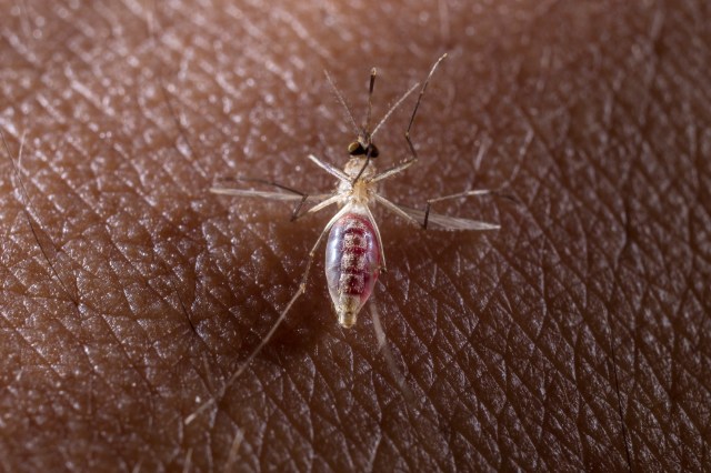 They made the discovery accidentally during routine West Nile virus monitoring.