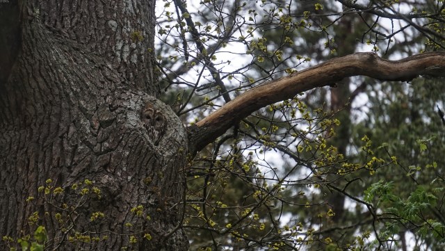 Civilians interacting with wildlife remains a serious problem.