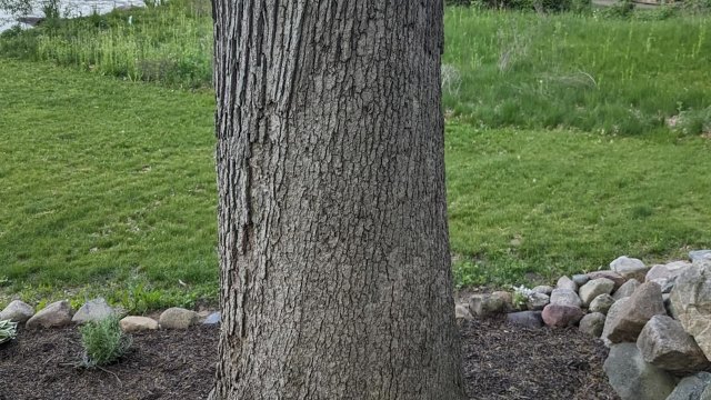 "You'll need to have a formal inspection."