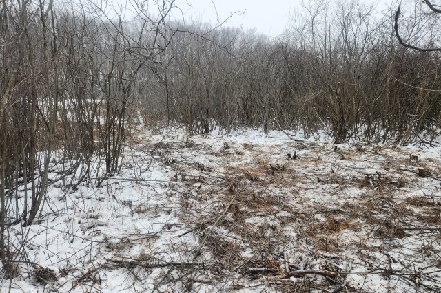 "This is a large stand of buckthorn that is on fen that is habitat for massasauga rattlesnake."