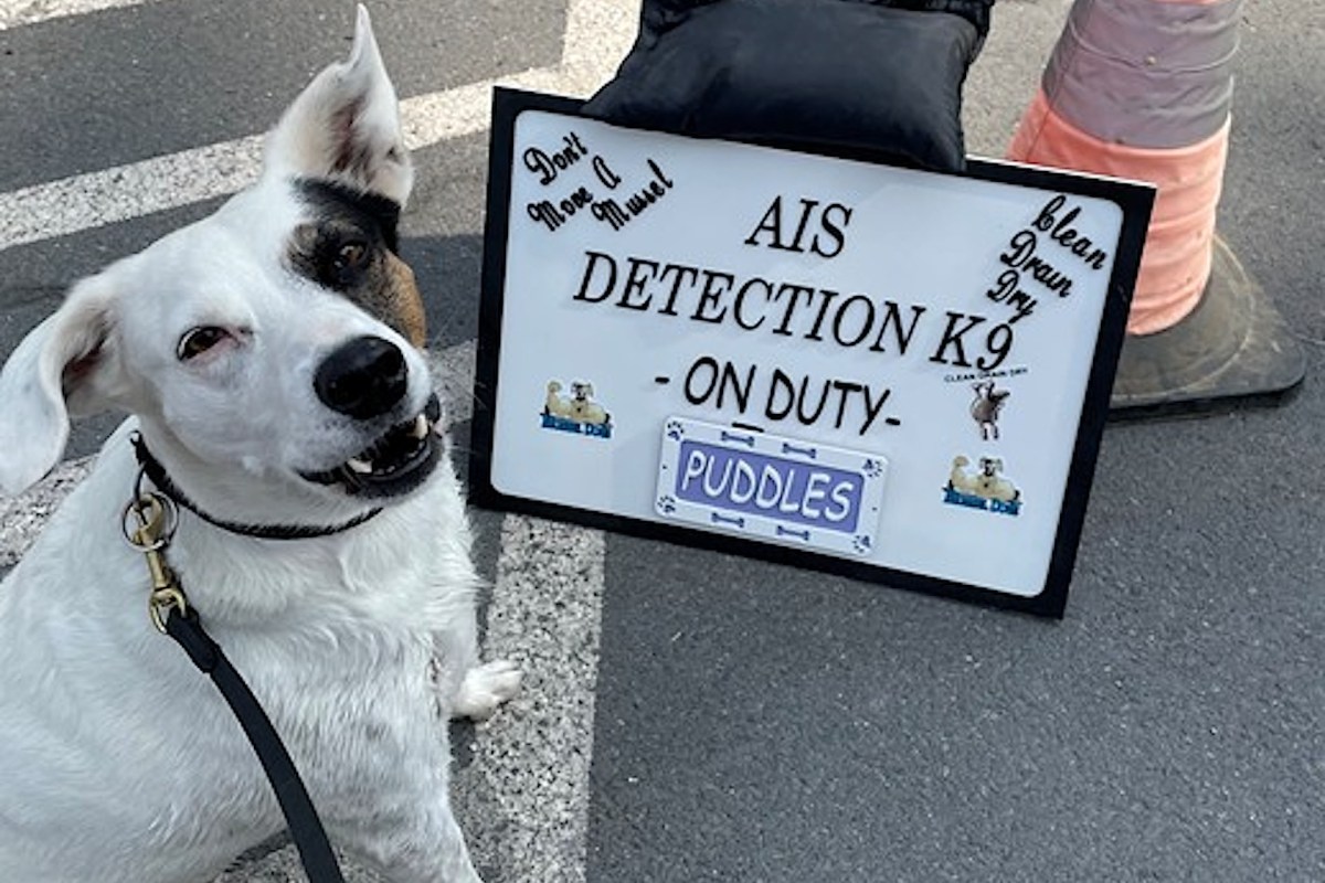 A dog named Puddles is working with the Washington Department of Fish and Wildlife.