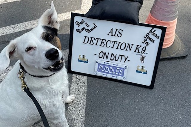 A dog named Puddles is working with the Washington Department of Fish and Wildlife.
