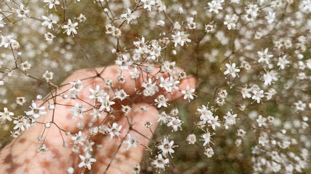 Residents should become educated ... and keep their eyes peeled, so it can be kept from spreading.