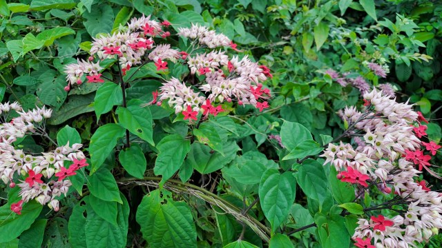 "No one wants to hear it, but removing any rooted vine needs tenacious digging."