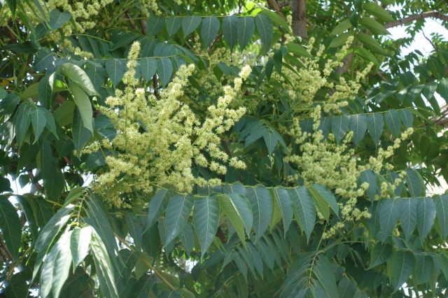 "I'd just buy a pair of loppers and cut it."