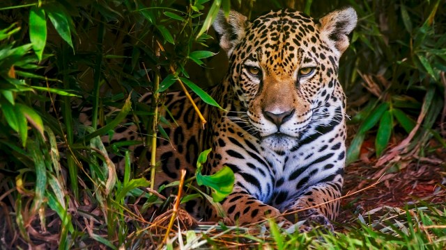 Local ranchers often view jaguars as threats.