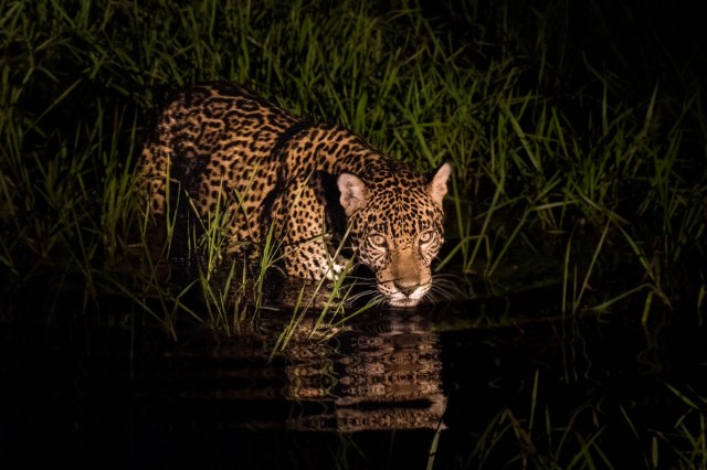 Lowland habitat loss is forcing the species to seek new territory.