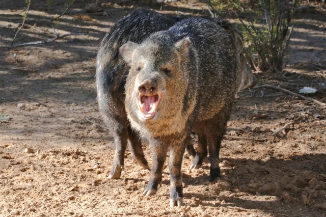 "They’re not here to be, you know, a play toy or pets."