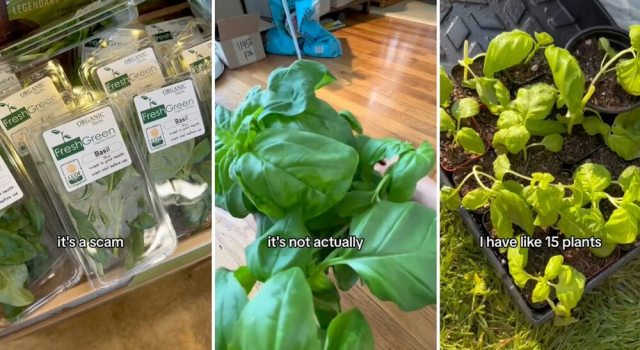 What if there was a way you could have an endless supply of basil?