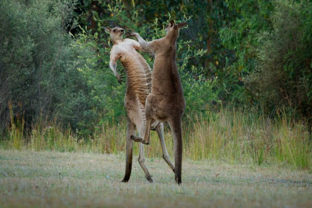 "Kangaroos are wild animals that can be aggressive or ultimately dangerous."
