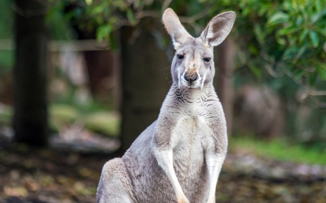 "Some animals will survive; others will struggle to find sufficient food."