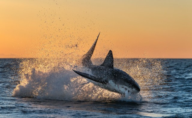 "To witness one of the ocean's top predators defeated so easily was heartbreaking."