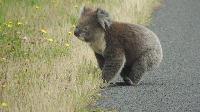 As the world human population rises, cities are expanding and wildlife habitats are destroyed.