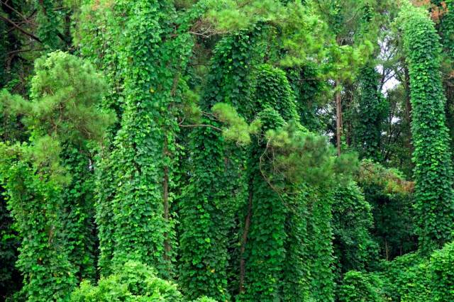 "The ground is almost entirely comprised of thick vines."