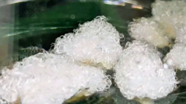 The process is fairly simple and similar to lab-grown meat.