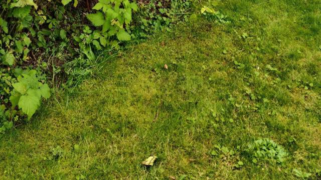"It's all over my yard in random patches."
