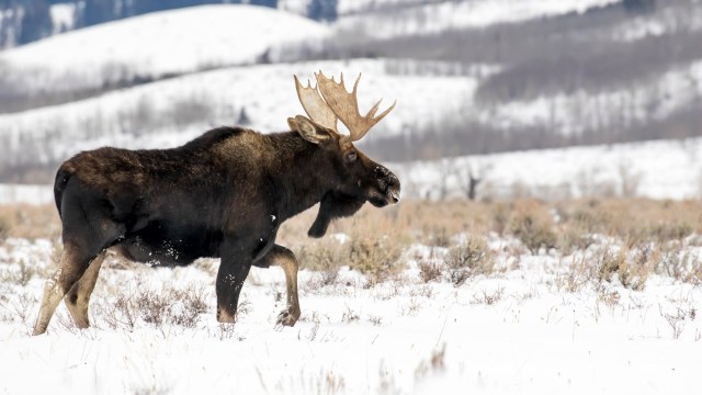 "Give these gorgeous creatures plenty of room."