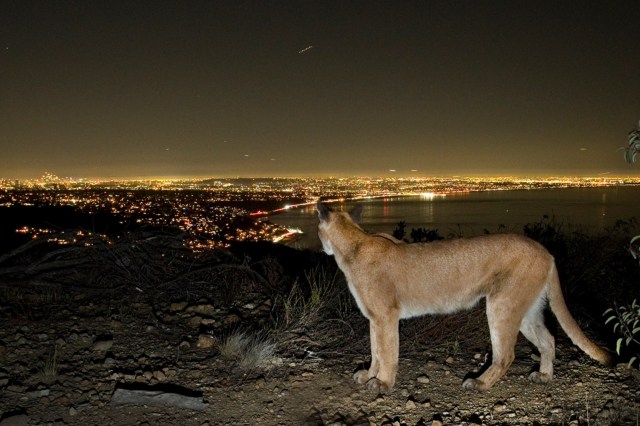 If males and females do not cohabitate, it will make it hard for them to reproduce.