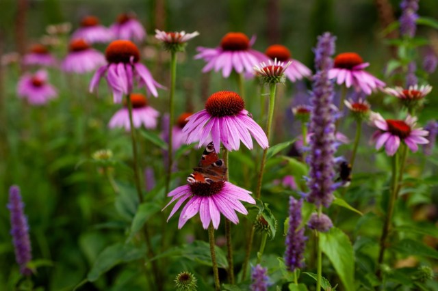 "Looks like a magazine."